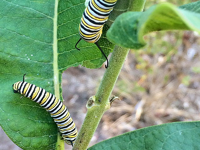 Monarchs are partial to common milkweed for egg laying. The leaves are food sources for the caterpillars, and the flowers become nectar sources for adult butterflies, Image by Pamela Smith